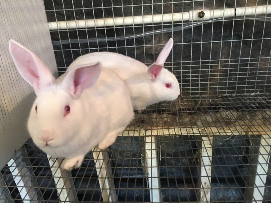 New Zealand Rabbits For Sale Pander Hollow Homestead
