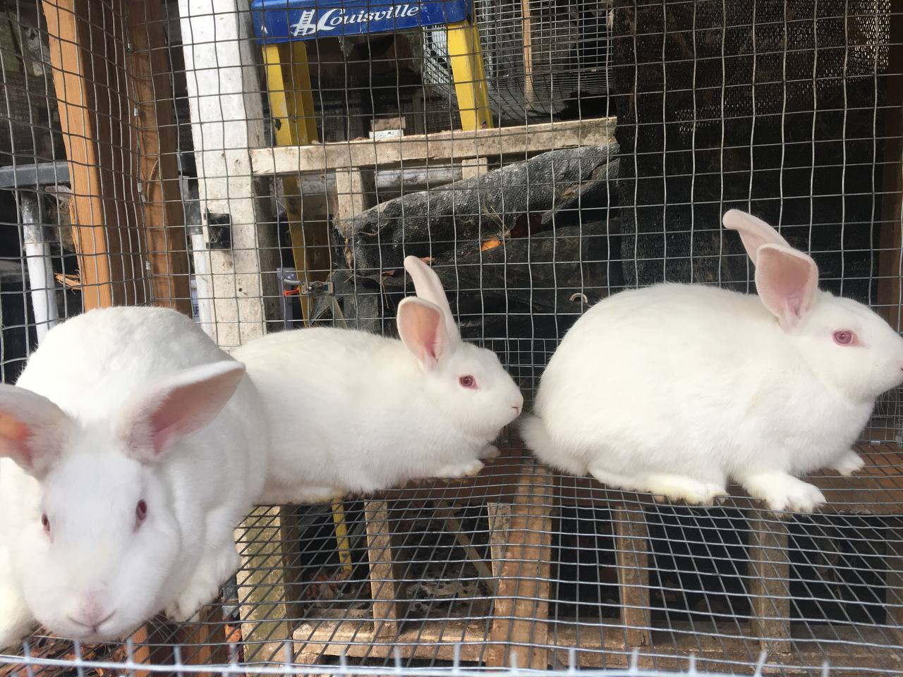 New Zealand Rabbits For Sale Pander Hollow Homestead