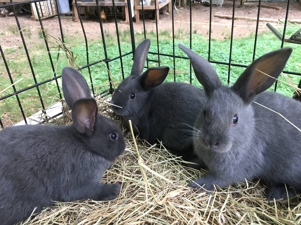 New Zealand Rabbits For Sale Pander Hollow Homestead